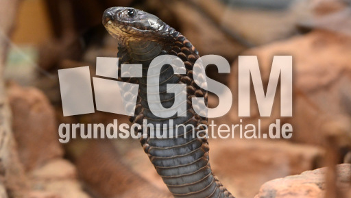 Arabische Kobra_1.jpg